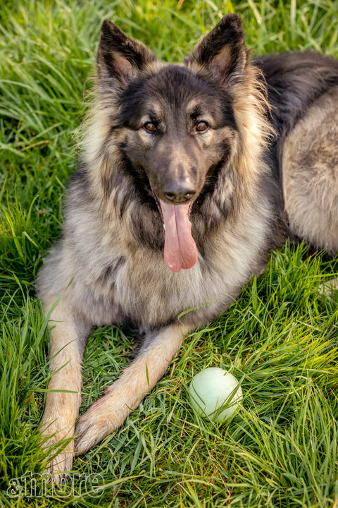 Pets_Levi5_V.jpg