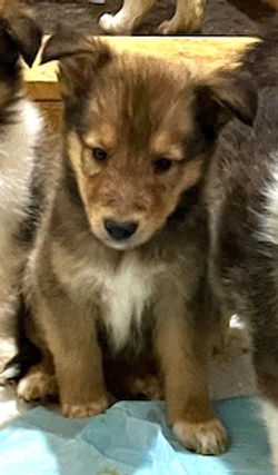 8-Sable/Black w/white paws Male
