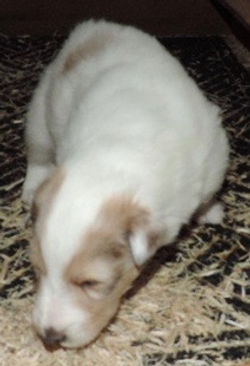 2-White, w/Sable Merle Mkgs Male