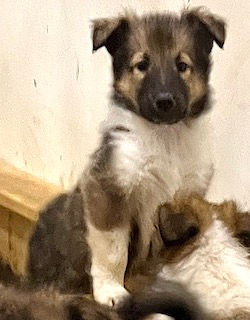 2-Sable/White Female