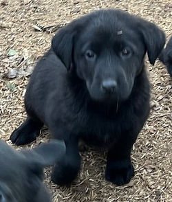 3-Black Male