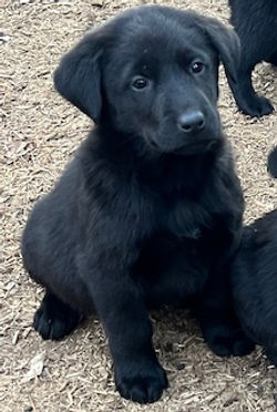 1-Black Female