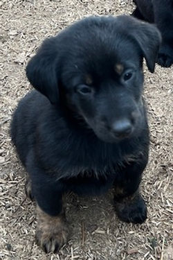 3-Black/Tan Female