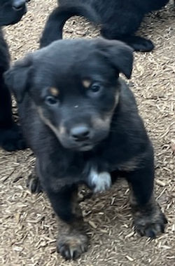 2-Black/Tan Male