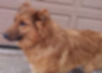 Male "Timber" Friesen Breeder