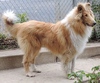 Tairis A Butterfly's Endeavor - Teddy