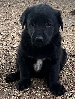 1-Black/Tan Male