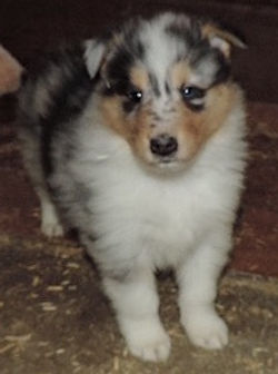 1-Blue Merle/White Female