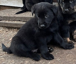 3-Black Male