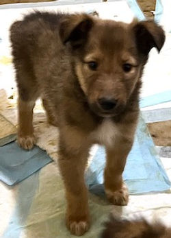 3-Sable/Black, w/white paws Female