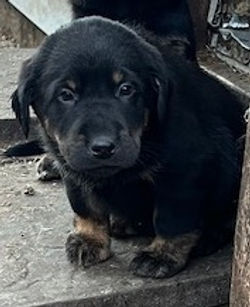 5-Black/Tan Male