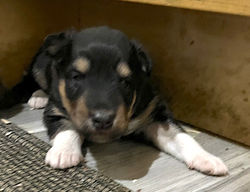 1-Black/Tan w/white mkgs Female