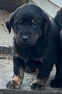 5-Black/Tan Male