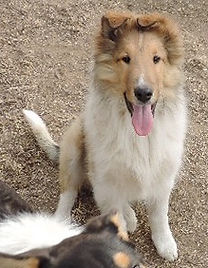 StirlingCollies - Sable/White Male
