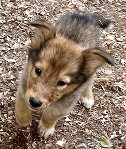 8-Sable/Black w/white paws Male