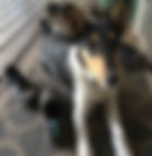 Tri Smooth Collie