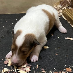 1-White, w/Sable Mkgs Female