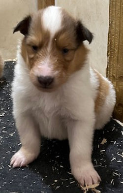 1-White, w/Sable Mkgs Female