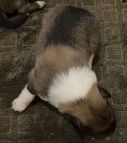 2-Sable/White Female