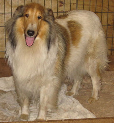 Stirlingcollies - White, w/sable mkgs collie