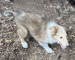 2-Sable Merle/White Male