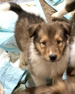 1-Sable/White Female