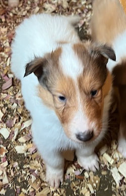 1-White, w/Sable Mkgs Female