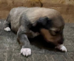 8-Sable/Black w/white paws Male