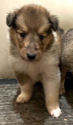 2-Sable/White Female