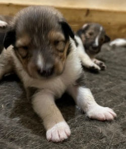 1-Sable/White Female