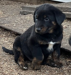 4-Black/Tan Male