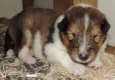 StirlingCollies - Sable/White Male