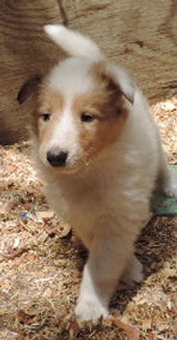 1-White, w/Sable Merle Mkgs Female