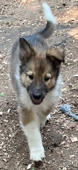 2-Sable/White Female