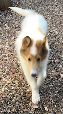 1-White, w/Sable Mkgs Female