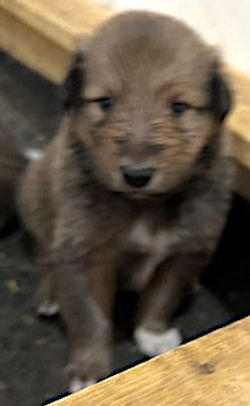 5-Sable/Black, w/white paws Male