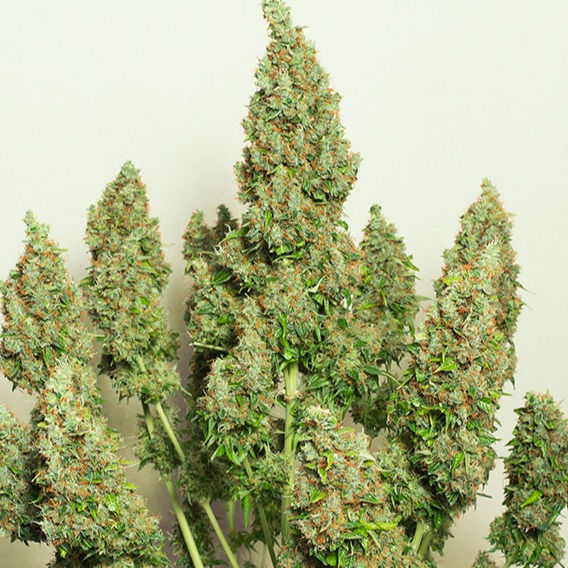 Miniatura: Auto Mazar ® (3 seeds)