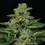 Miniatura: Fortune Cookie Feminized (3Seeds)