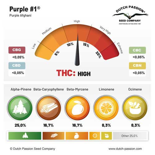 Miniatura: Purple #1 ® 3 seeds