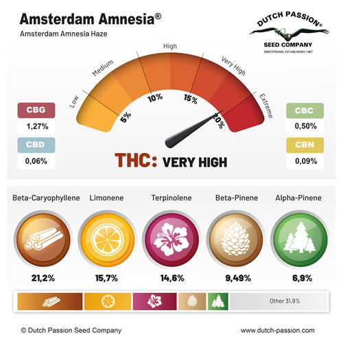 Miniatura: Amsterdam Amnesia 3 Seeds