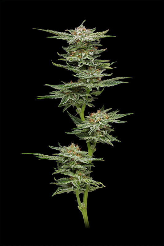 Miniatura: Blueberry Muffin Feminized (3Seeds)