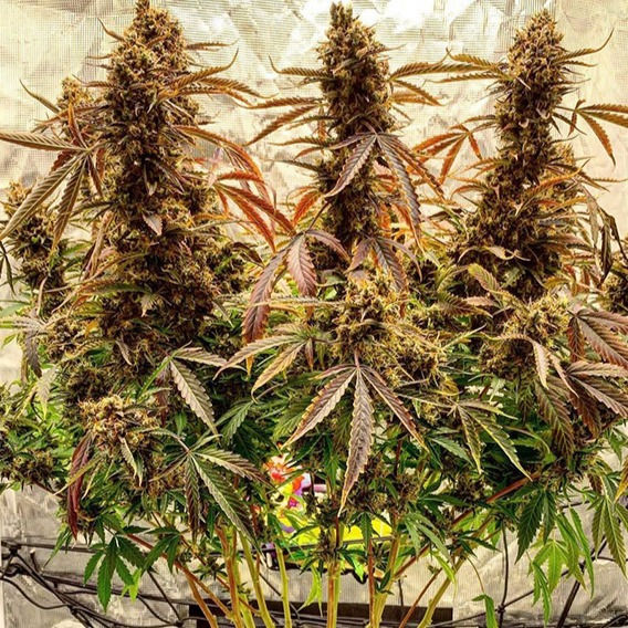 Miniatura: Auto Power Plant (3 seeds)