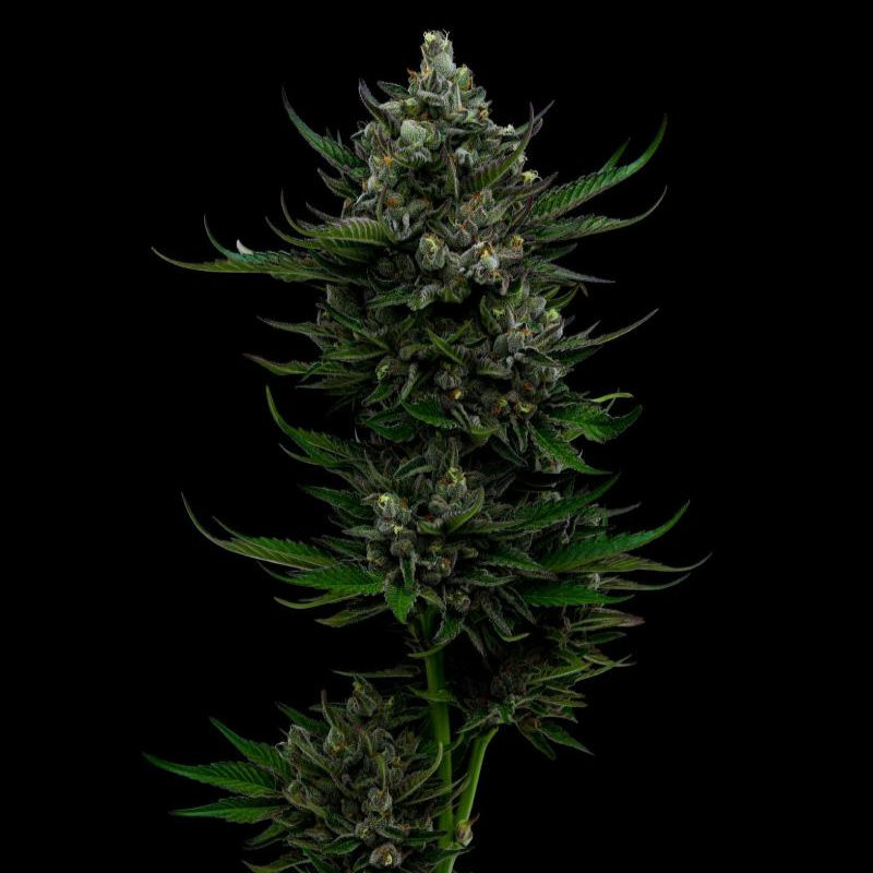 Miniatura: All Gas OG Feminized (3Seeds)