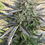 Miniatura: Blue Auto Mazar ® (3 seeds)