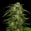 Miniatura: Dream Queen Feminized (3Seeds)