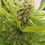 Miniatura: Durban Poison ® (3 seeds)