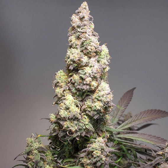 Miniatura: Auto Colorado Cookies 3 Seeds