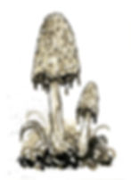 07 - Magpie Inkcap