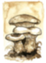 29 - Saffron Milk Cap