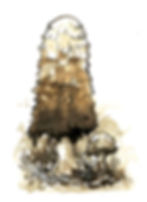17 - Shaggy Mane